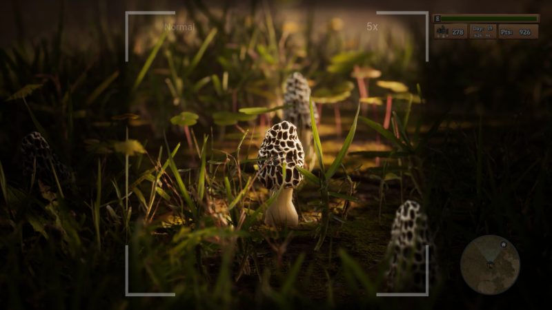羊肚菌：狩猎/Morels: The Hunt-次元集