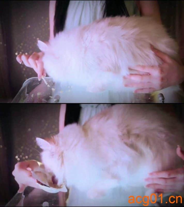 【少寒Shine】ASMR猫咪食音哄睡助眠解压-次元集