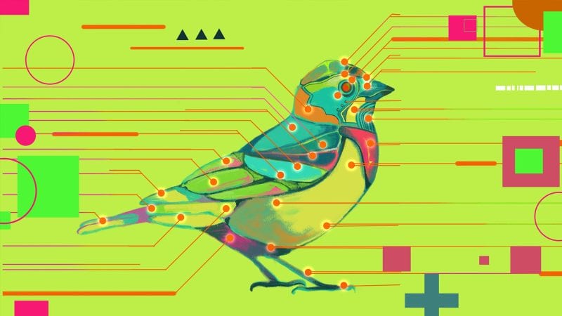 鸟之谜/Avian Enigma-次元集