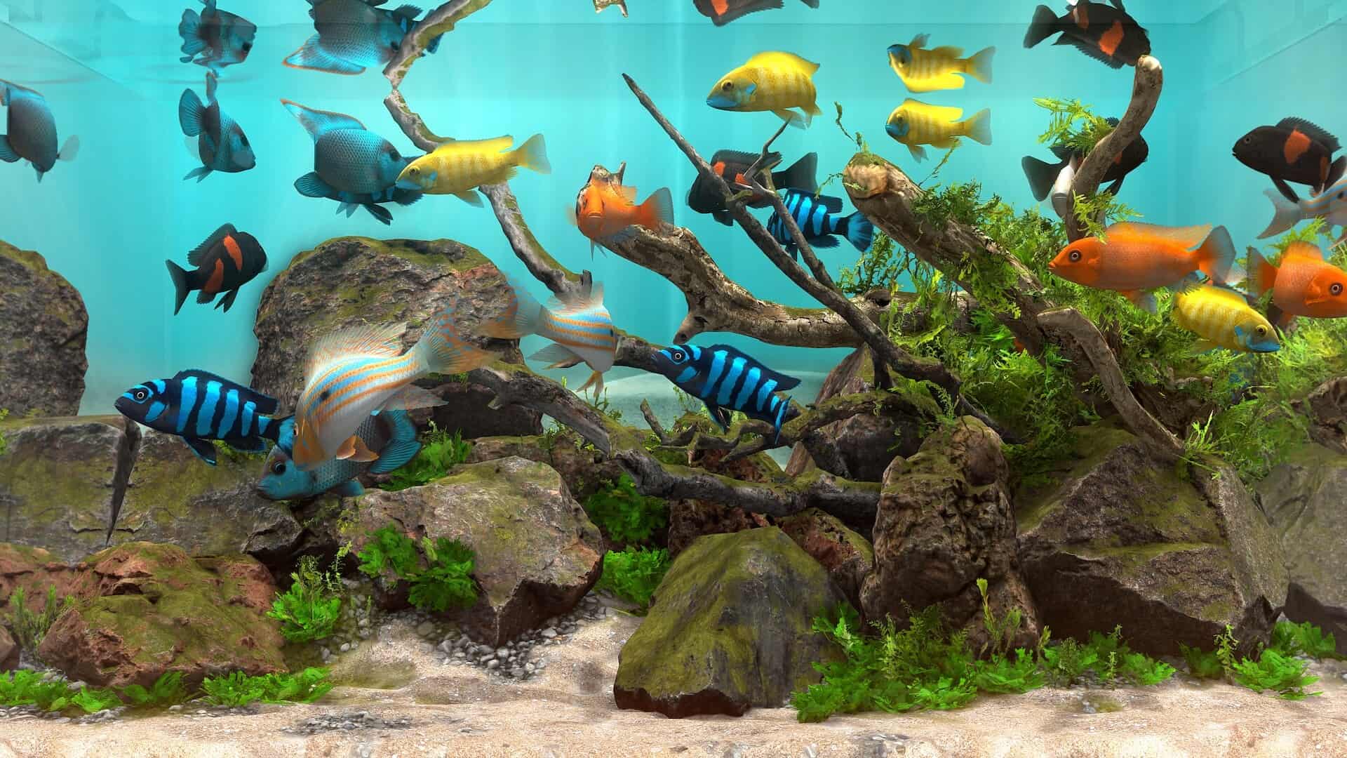 玻璃背后：水族馆模拟器/Behind Glass: Aquarium Simulator-次元集